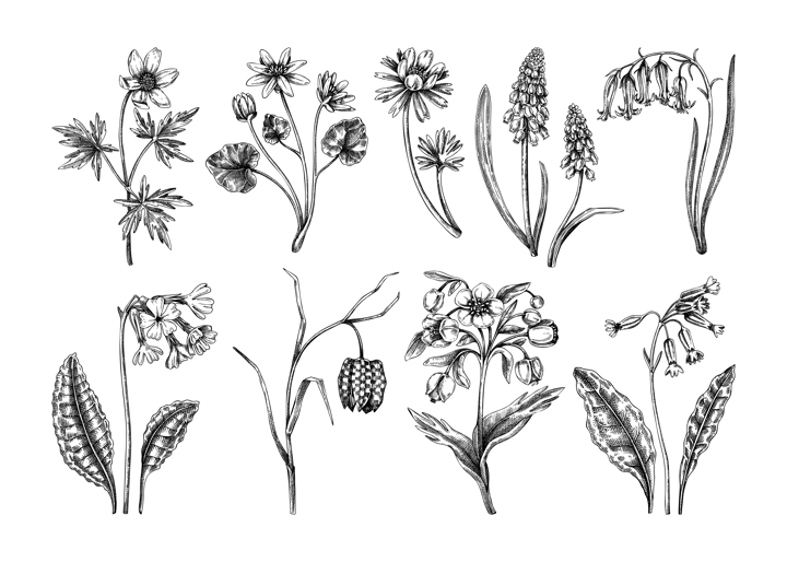 Spring flower sketches. Hand-drawn botanical set with wildflowers. Cowslip, bluebell, grape hyacinth, hellebore, fritillary, winter aconite floral drawings. Floral illustration on white background